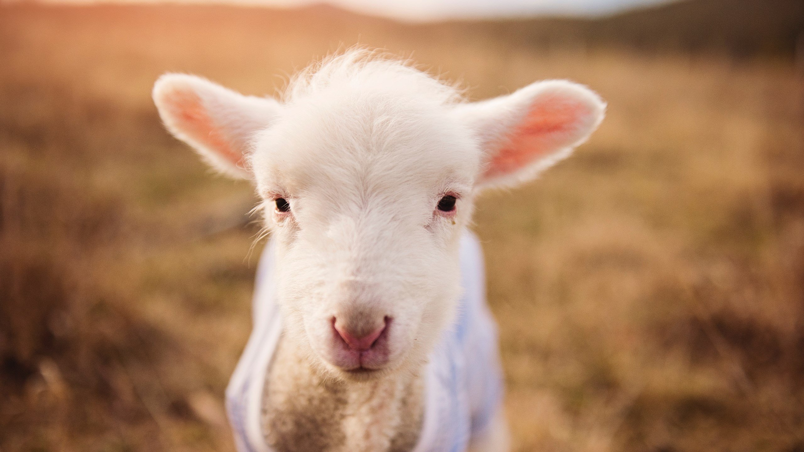 kaiyun登录入口-体育医疗车配备智能监控系统提升响应力，体育医疗箱里备什么