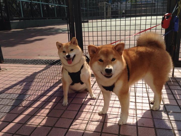 kaiyun官方入口登录-勒沃库森通过中路穿插打破防御铺垫机会，勒沃库森百度百科