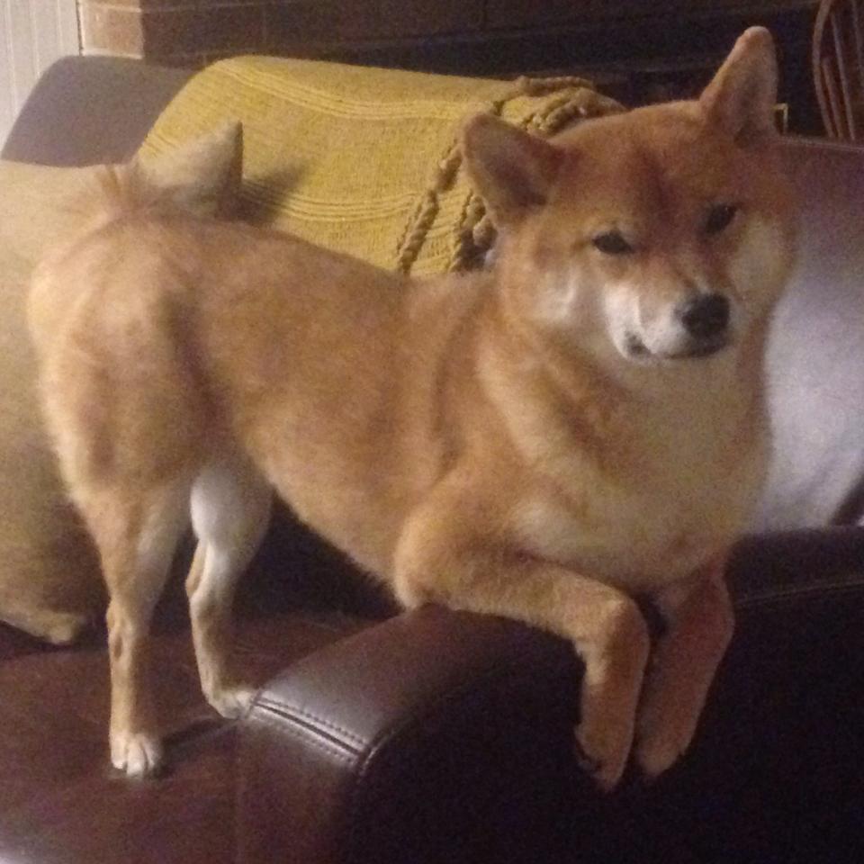 开云官网-命中率全联盟最高的球队盘点，命中率最高的nba球员