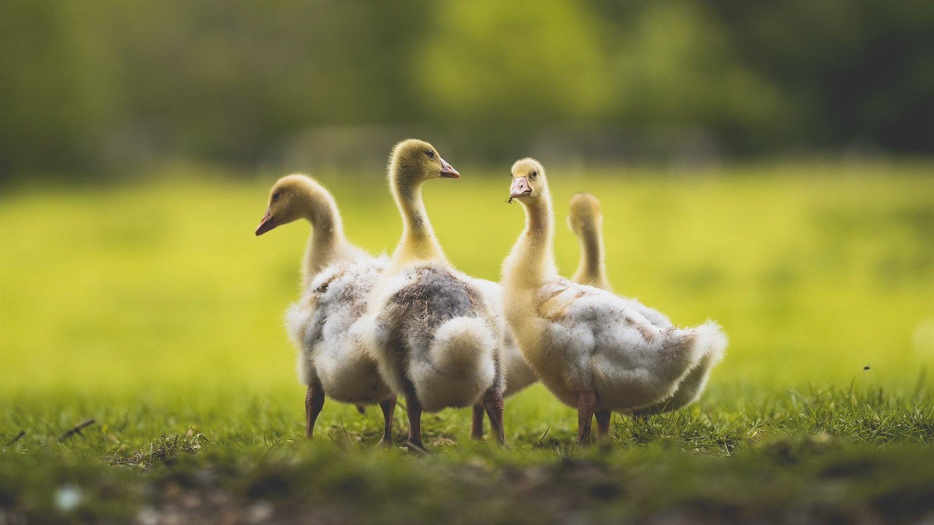 新签赞助商助力球队资金充裕运营环境全面改善，赞助球队能获得什么收益