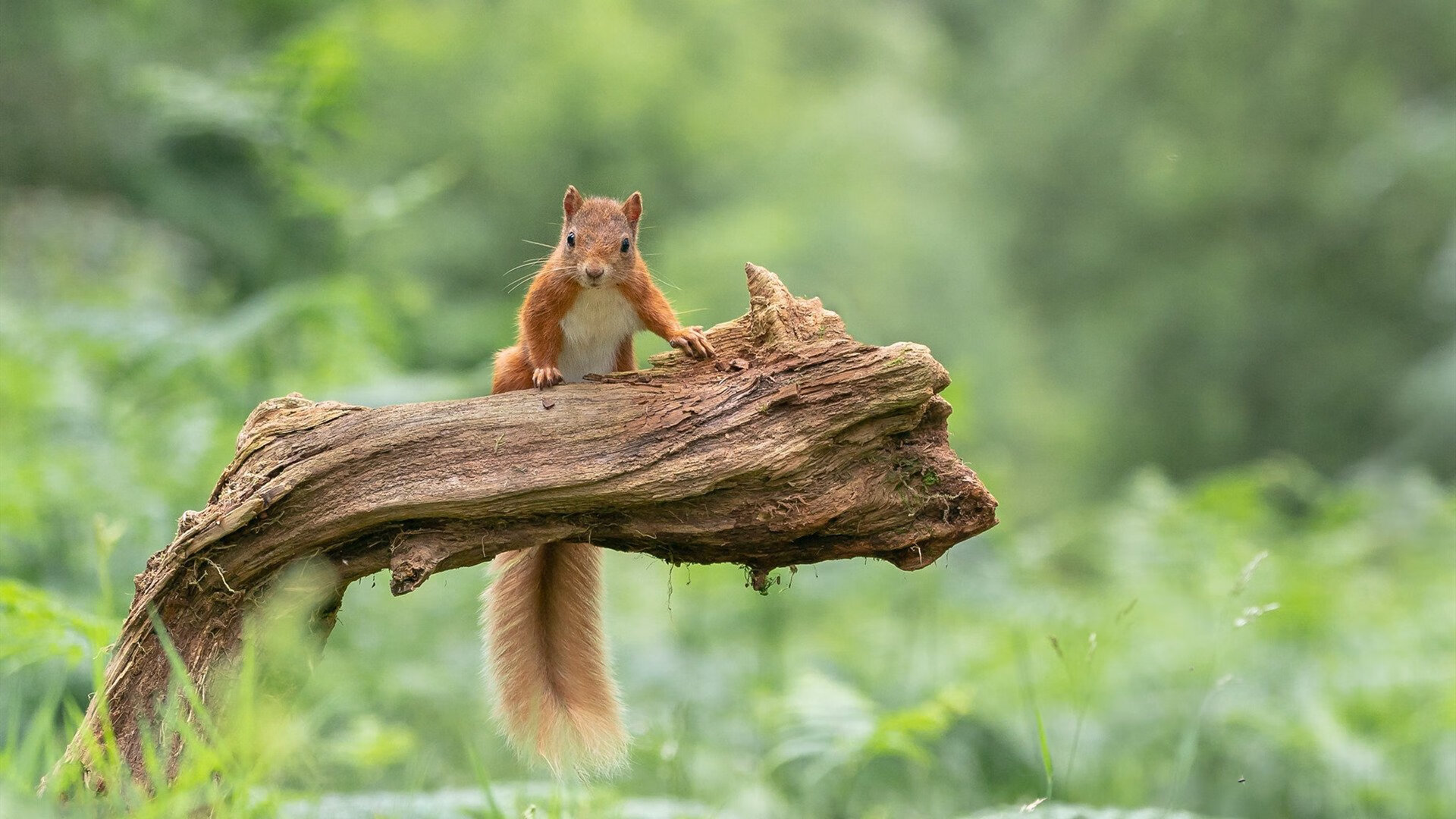 校园足球开展战术角色扮演提高学生技战术理解，足球战术课程
