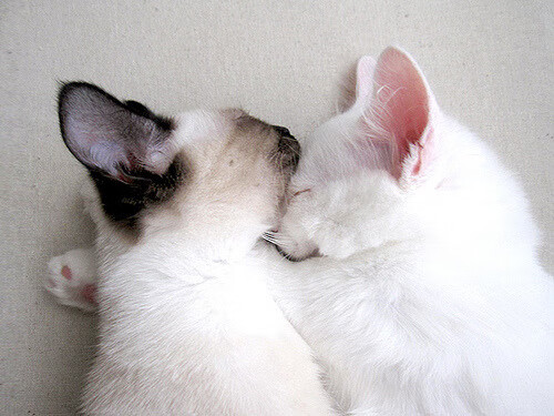 kaiyun中国官方网站-波波维奇决赛精彩瞬间成为焦点，波波维奇 胜场