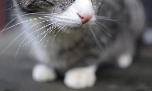 篮网队训练营开放日球迷爆满,篮网训练中心