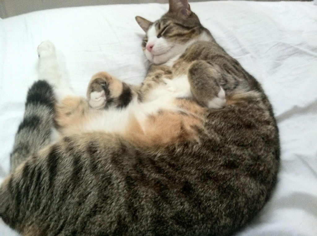 开云中国大陆-训练计划加入耐力跑与力量训练平衡体能与比赛节奏要求，耐力跑动作